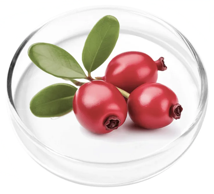 Bearberry uva-ursi leaf