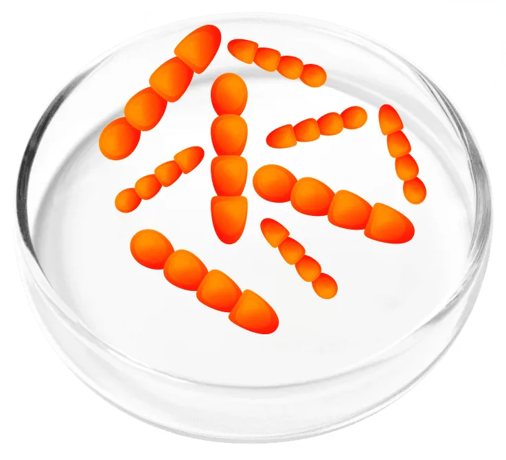 Lactobacillus crispatus LCr86